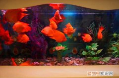 红鹦鹉鱼价格是多少 怎样饲养红鹦鹉鱼