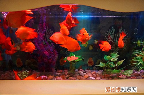 红鹦鹉鱼价格是多少 怎样饲养红鹦鹉鱼