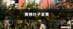 黄蝉花黄叶怎么办 黄蝉叶子发黄的原因和处理方法