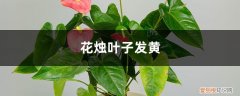 花烛叶子黄了怎么办呀 花烛黄叶的原因和处理办法