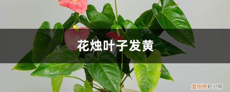 花烛叶子黄了怎么办呀 花烛黄叶的原因和处理办法