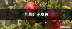 苹果叶片黄化 苹果黄叶的原因和处理办法