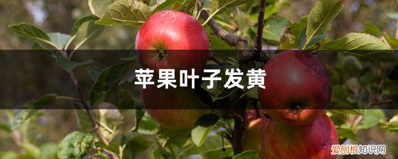 苹果叶片黄化 苹果黄叶的原因和处理办法