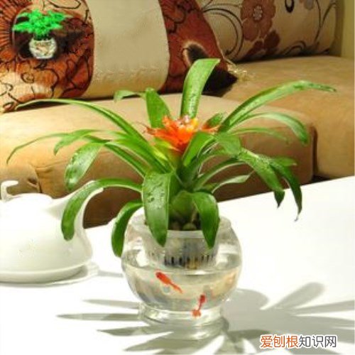 鸿运当头花图片欣赏 鸿运当头花的养殖方法