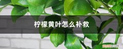柠檬黄叶子怎么回事 柠檬黄叶的原因和处理办法