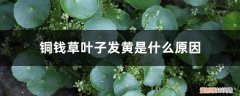 铜钱草叶子发黄是什么原因，铜钱草边缘发黄怎么办