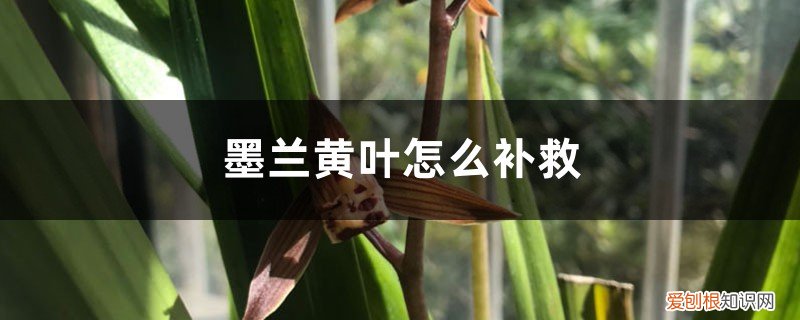 墨兰叶子枯黄怎么处理 墨兰黄叶的原因和处理办法