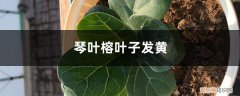 琴叶榕叶子发黄枯萎的原因及解决方法 琴叶榕黄叶的原因和处理办法