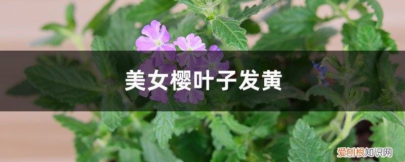 樱花叶子发黄掉叶防治 美女樱黄叶的原因和处理办法