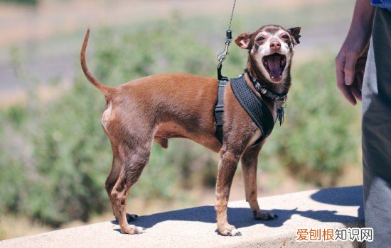 小鹿犬可以吃西瓜吗 小鹿犬能不能吃西瓜