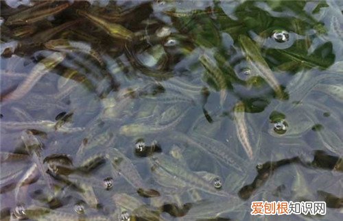 鱼苗吃什么 鱼苗有哪些养殖技术