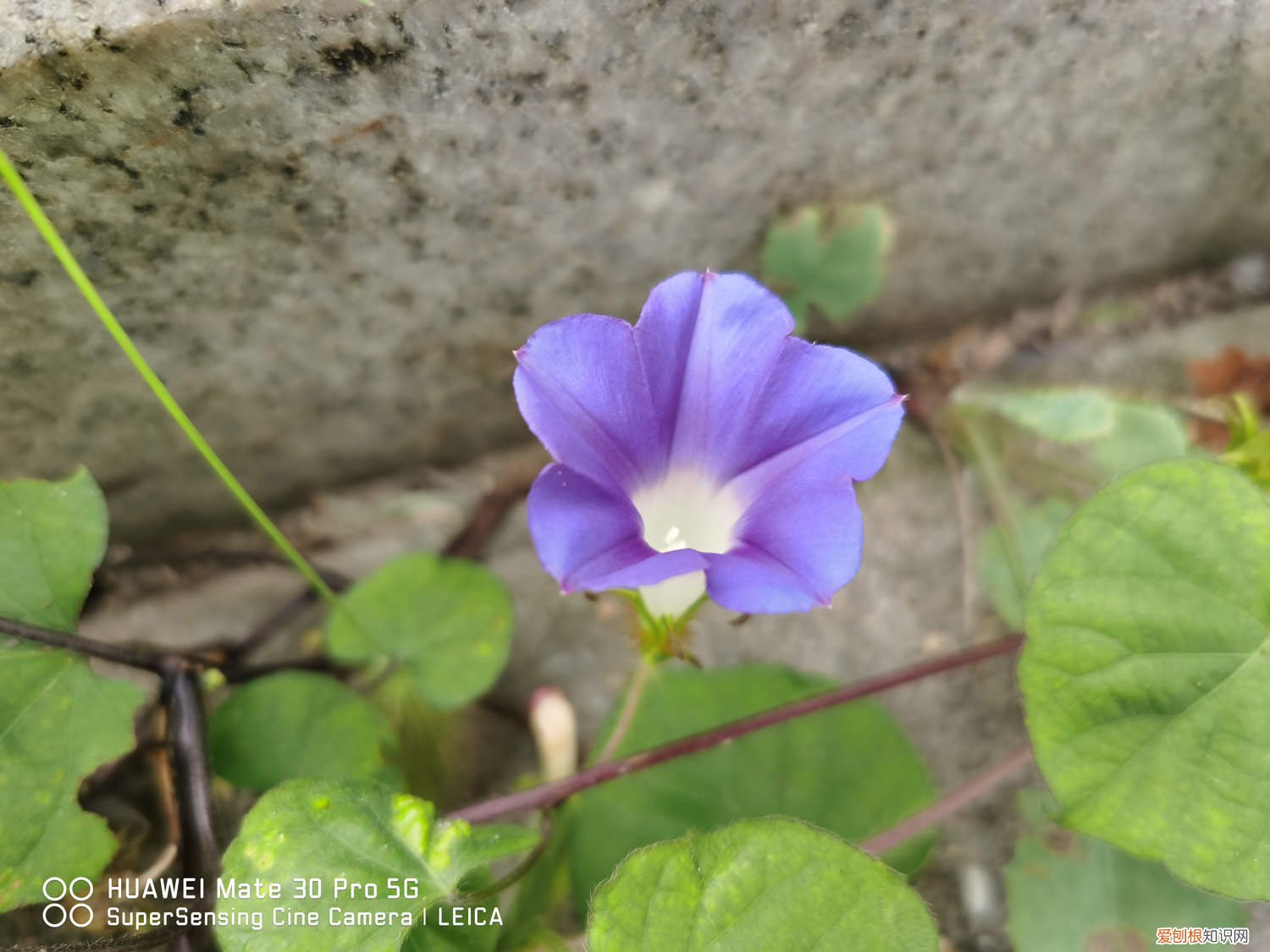 牵牛花黄叶子是怎么回事 牵牛花黄叶的原因和处理办法