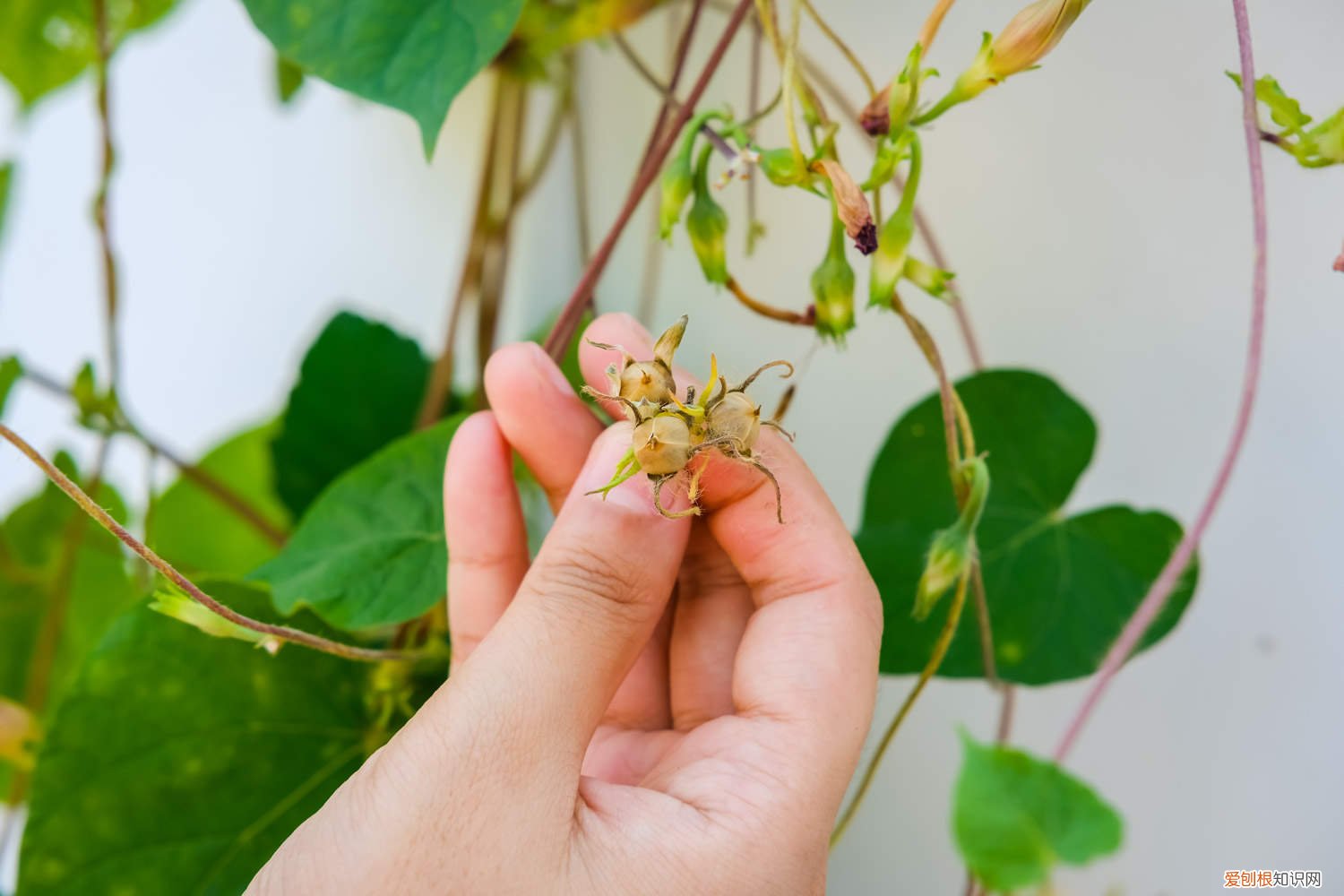牵牛花黄叶子是怎么回事 牵牛花黄叶的原因和处理办法