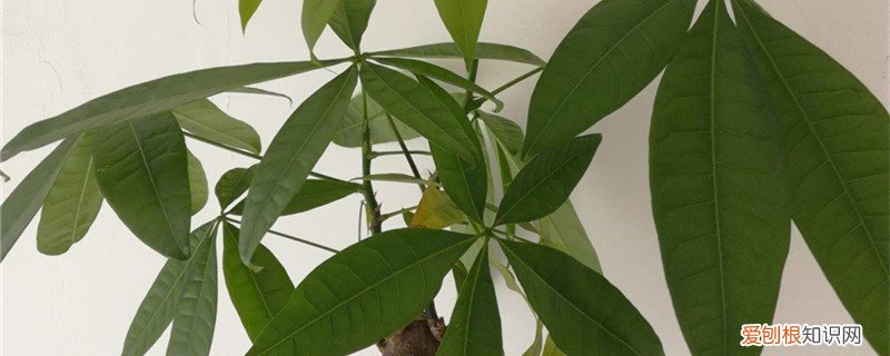 绿植黄叶的原因和处理办法是什么 绿植黄叶的原因和处理办法