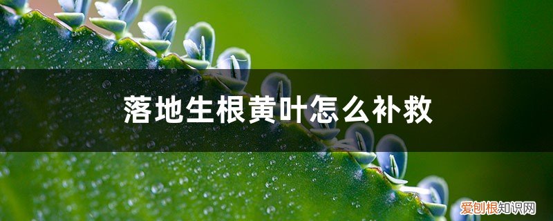 落地生根为什么发黄 落地生根黄叶的原因和处理办法