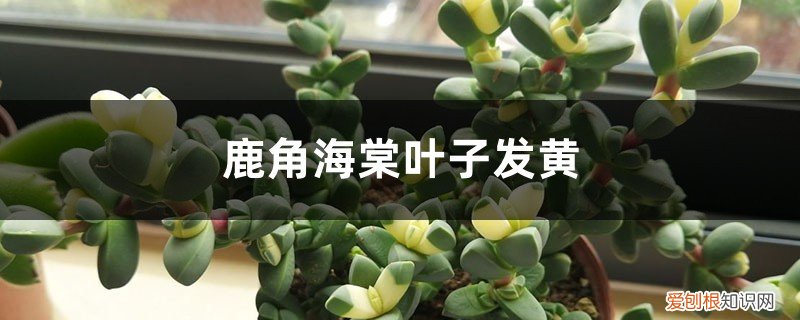 鹿角海棠发黄是怎么了 鹿角海棠黄叶的原因和处理办法