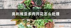 奥利维亚多肉徒长 奥利维亚多肉开花怎么处理