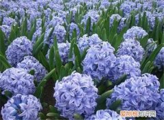 风信子有毒吗 什么人不能养风信子