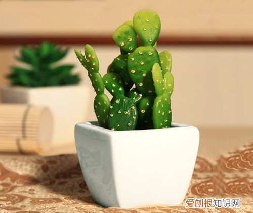 仙人掌有哪些品种仙人掌真的可以防辐射吗
