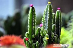 仙人掌有哪些品种仙人掌真的可以防辐射吗