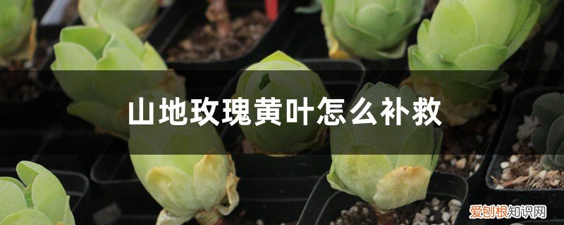 山地玫瑰黄叶子是什么原因 山地玫瑰黄叶的原因和处理办法