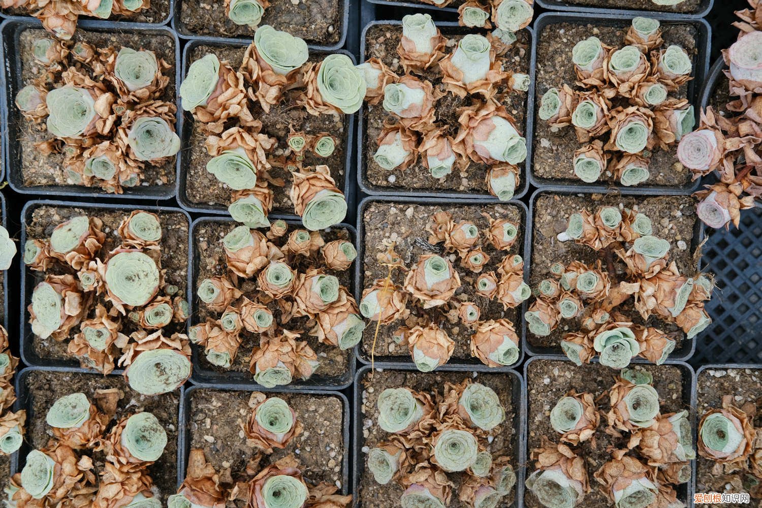 山地玫瑰黄叶子是什么原因 山地玫瑰黄叶的原因和处理办法