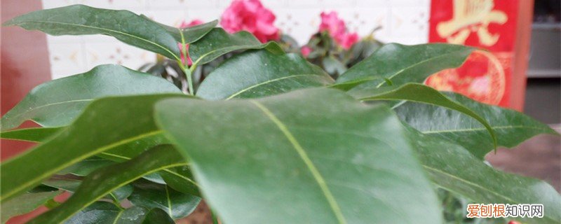 元宝花黄叶子怎么办 绿元宝黄叶的原因和处理办法