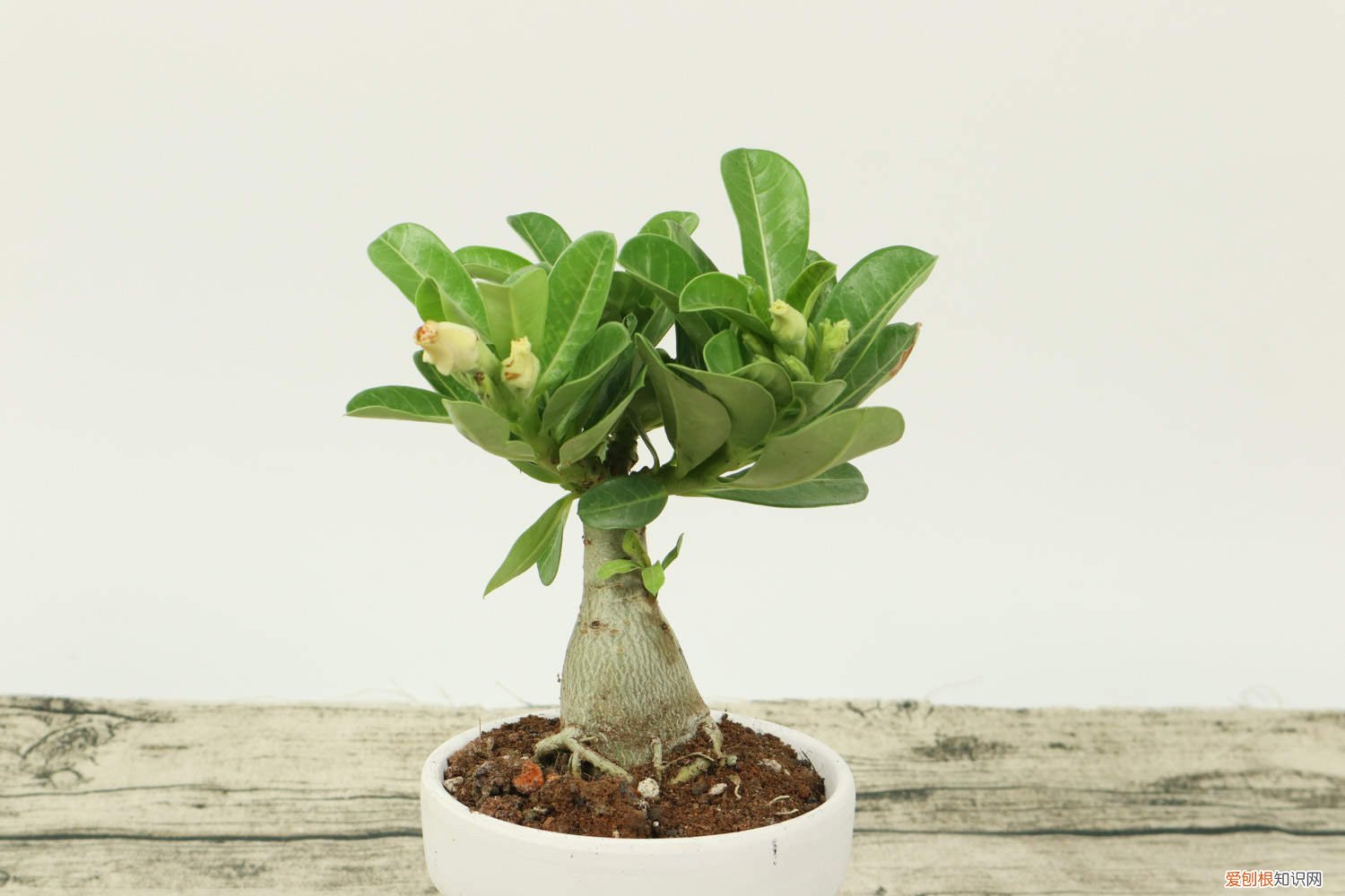 沙漠玫瑰有黄叶怎么办 沙漠玫瑰黄叶的原因和处理办法