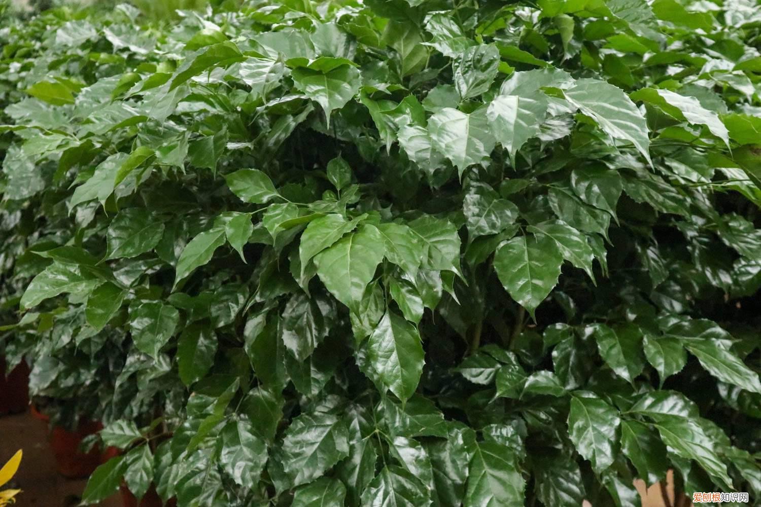 绿宝树黄叶是什么原因 绿宝树黄叶的原因和处理办法