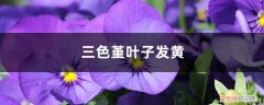 三色堇黄叶是怎么回事? 三色堇黄叶的原因和处理办法