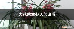 大花蕙兰冬天怎么养,花期怎么养好 大花蕙兰冬天怎么养，花期怎么养