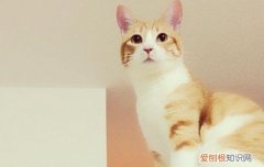 发财猫的原型 招财猫的原型是什么猫