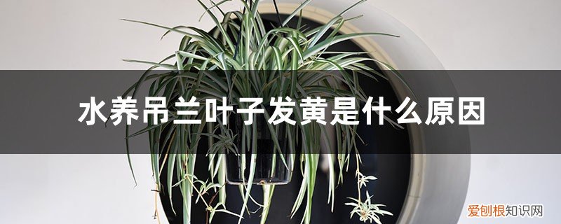 吊兰用水养为什么会黄叶子 水养吊兰叶子发黄是什么原因，水养吊兰的叶尖为什么会枯