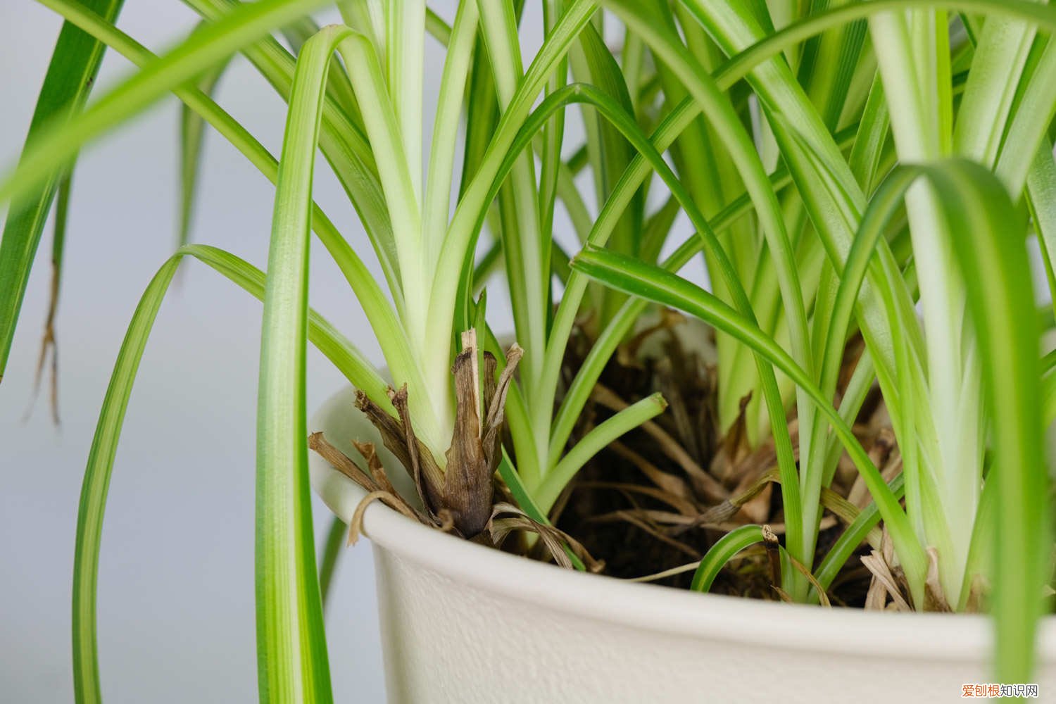 吊兰用水养为什么会黄叶子 水养吊兰叶子发黄是什么原因，水养吊兰的叶尖为什么会枯