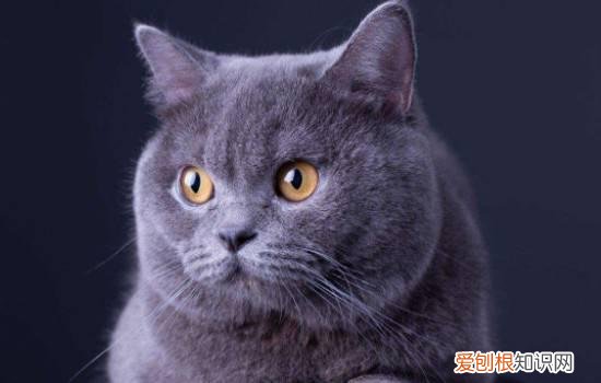 黑猫和蓝猫生出的是什么 黑猫和蓝猫串生出来什么