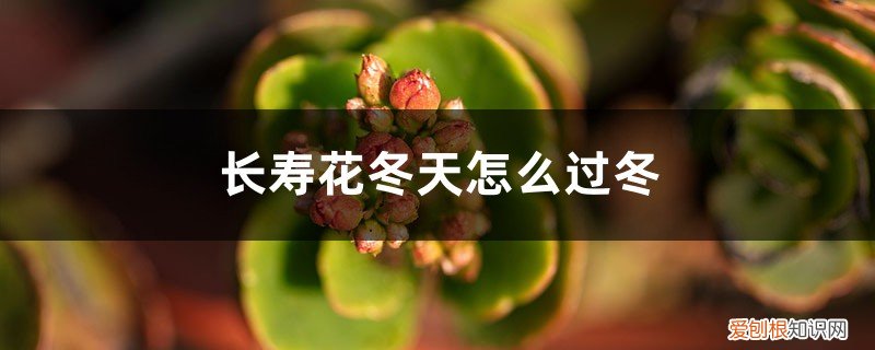 长寿花冬天怎样施肥 长寿花冬天怎么过冬，可以上肥吗