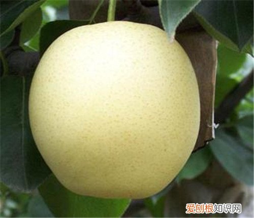 雪花梨有什么效果 雪花梨炖汤能止咳吗