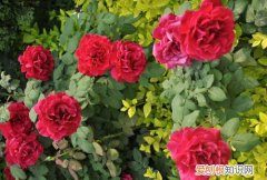 月季花的功效与作用 月季花的食用方法是什么