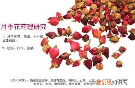 月季花的功效与作用 月季花的食用方法是什么