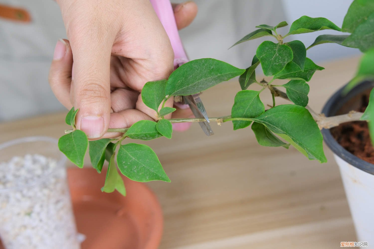 三角梅黄叶的原因和处理办法图片 三角梅黄叶的原因和处理办法
