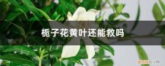 栀子花叶子黄了还有救吗 栀子花黄叶还能救吗，怎么救