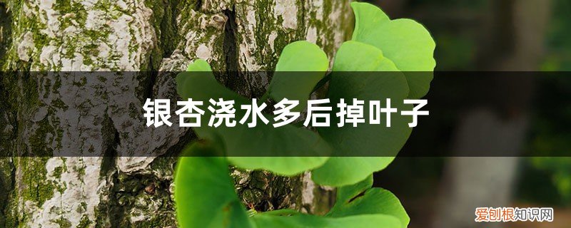 银杏树枯了怎么办 银杏浇水多后掉叶子，银杏树叶子发黄枯萎