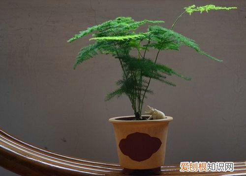 怎样养文竹怎样防治文竹的病症