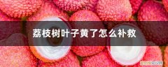 荔枝树叶子黄了怎么补救呢 荔枝树叶子黄了怎么补救