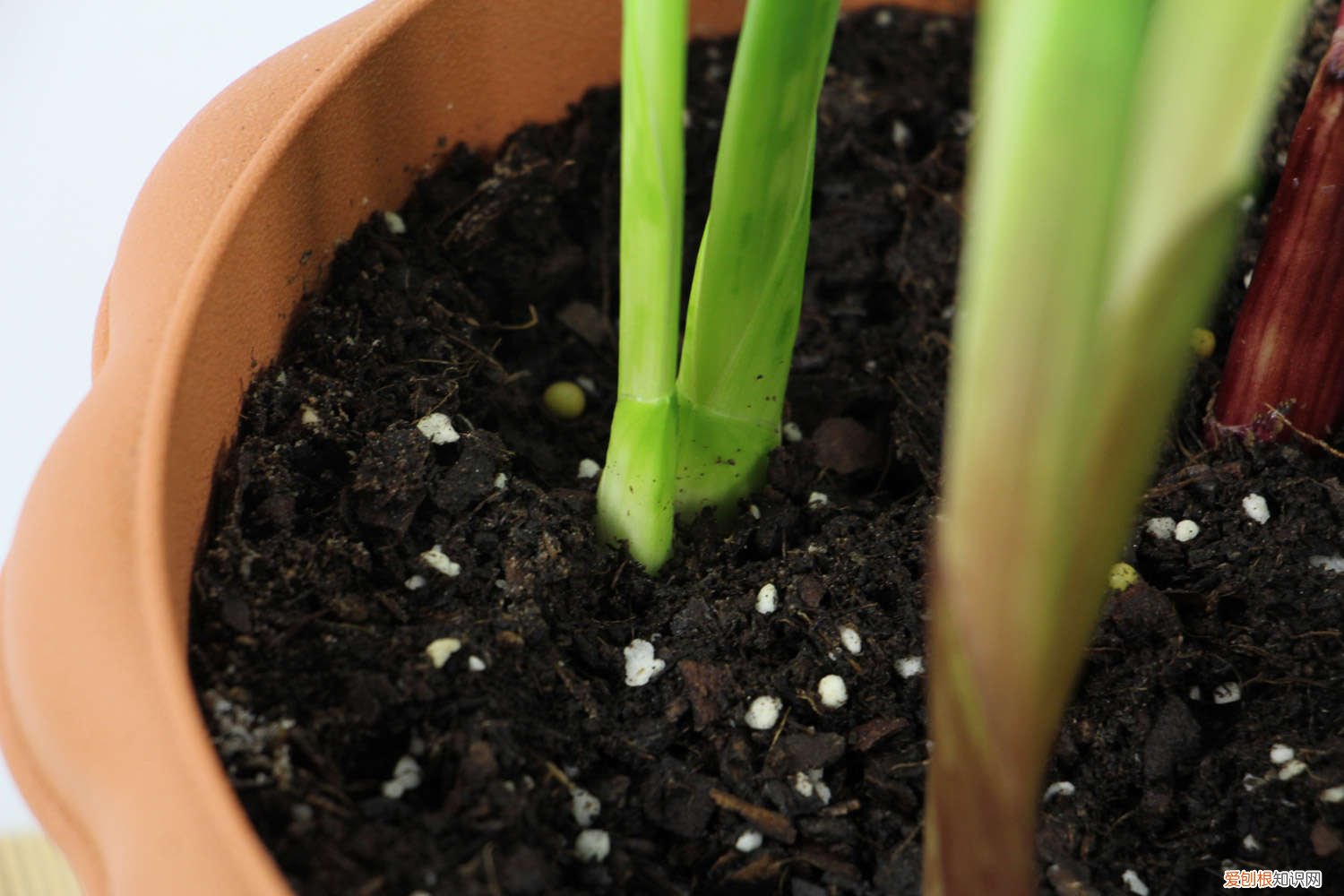 唐菖蒲黄叶的原因和处理办法 唐菖蒲黄叶的原因和处理办法