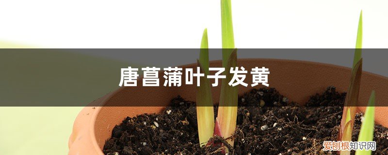 唐菖蒲黄叶的原因和处理办法 唐菖蒲黄叶的原因和处理办法