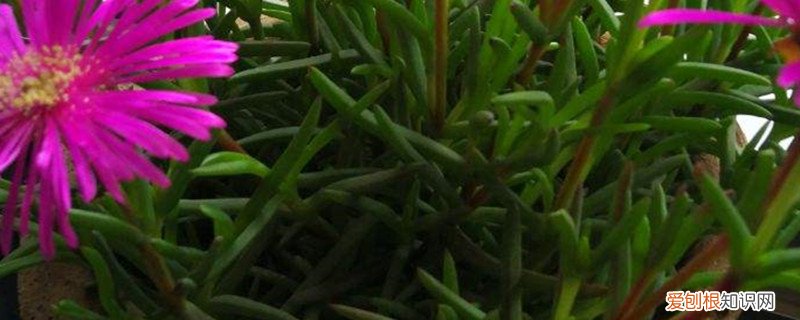 木菊黄叶怎么什么原因 松叶菊黄叶的原因和处理办法