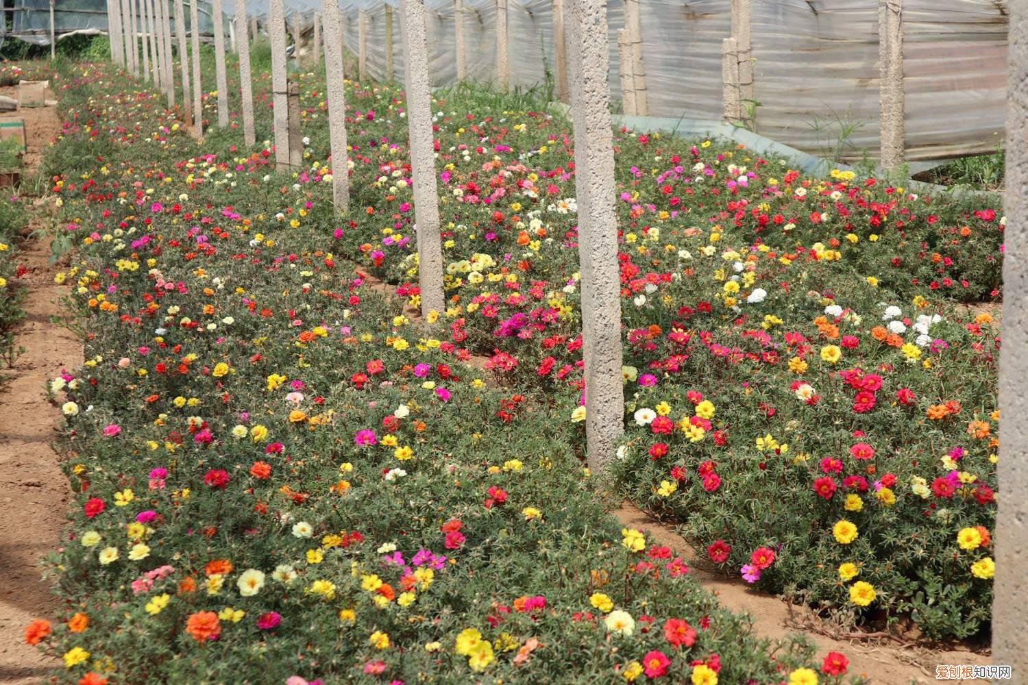 太阳把花的叶子黄了怎么办 太阳花黄叶的原因和处理办法