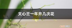 文心兰开过花后要怎样处理 文心兰一年开几次花，花期过后怎么处理