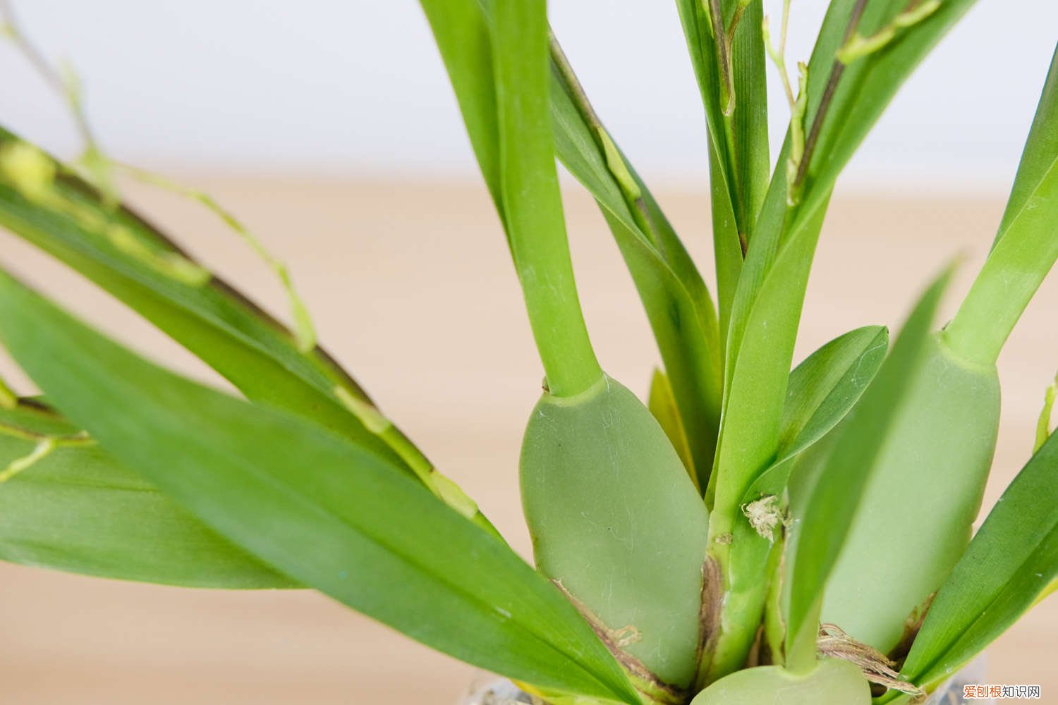 文心兰开过花后要怎样处理 文心兰一年开几次花,花期过后怎么处理